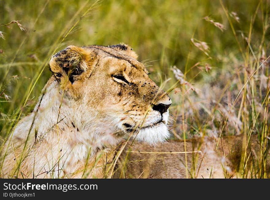 Photo Of Lioness