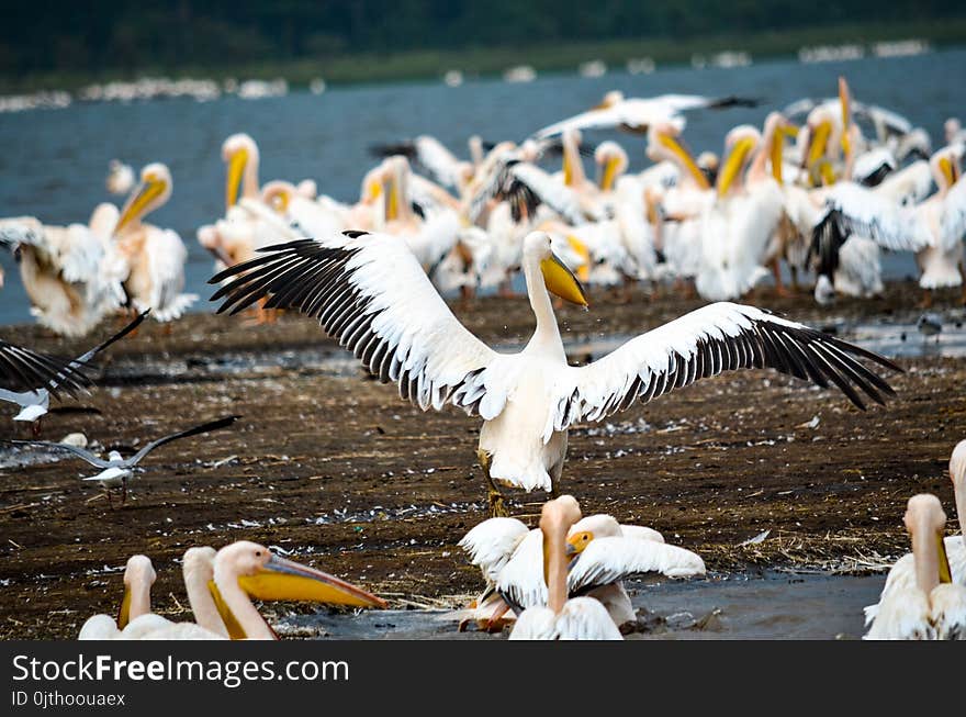 Flock of Pelicans in Seashore