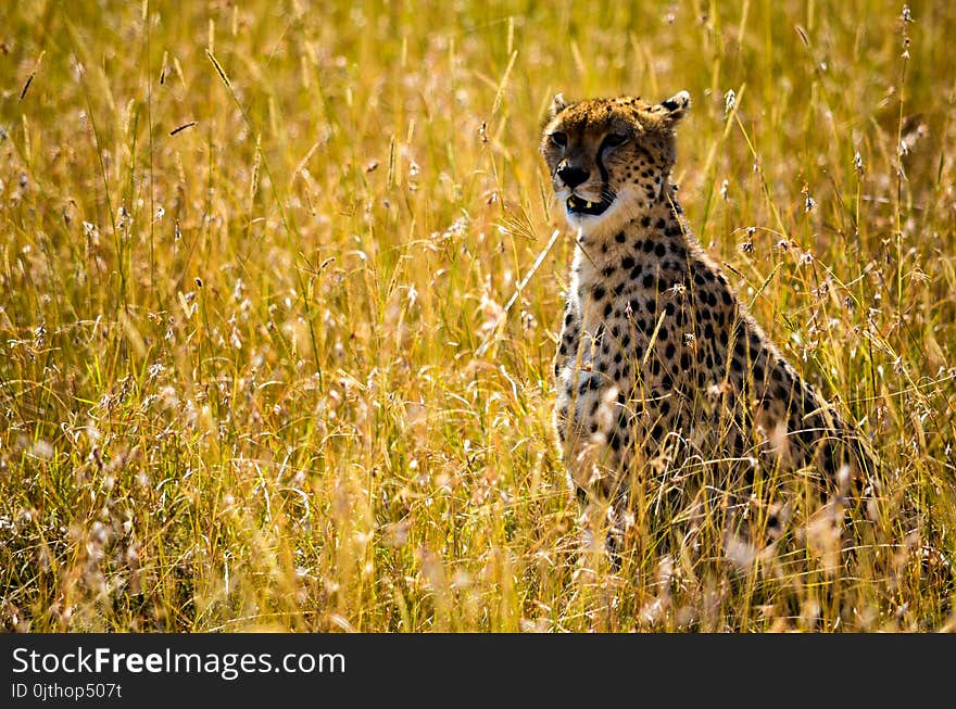 Photo Beige and Black Cheetah