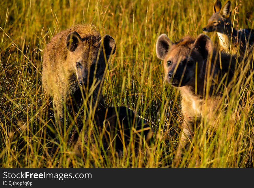 Three Hyena Animals On Grass Field