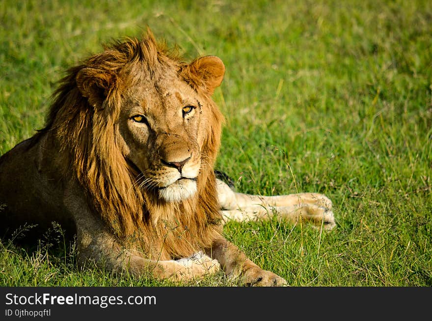 Lion on Green Grassland