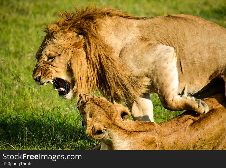 Lion Beside Lioness