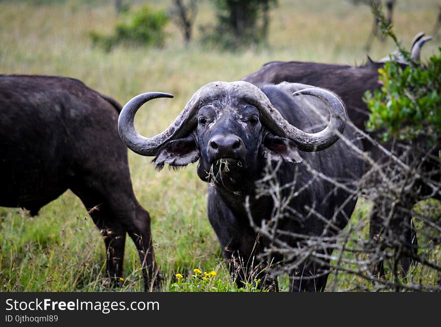 Three Black Water Buffalos