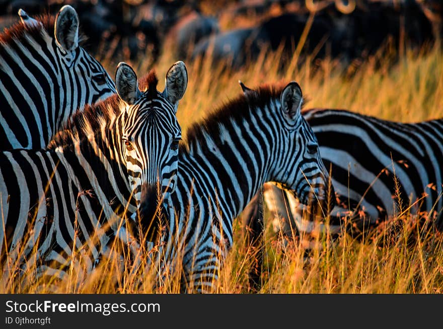 Zebras In Havana