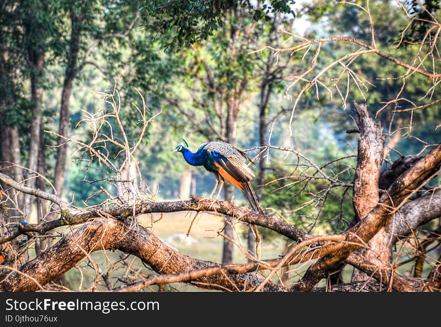 Peacock Perching on Tree