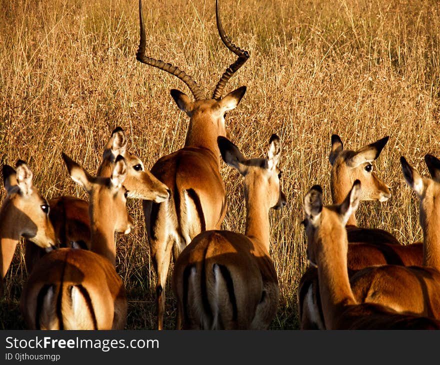 Antelopes on Brown Grass Field