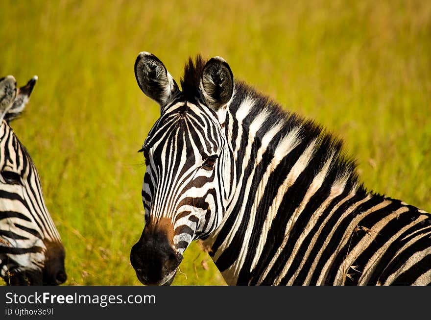 Focused Photo of Zebra