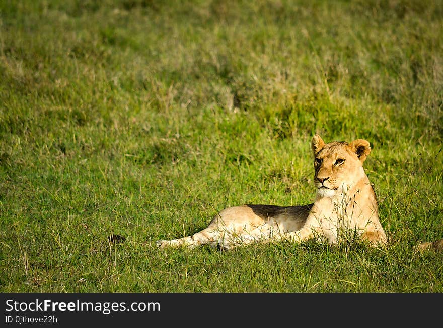 Lion Laying of Green Grass Field