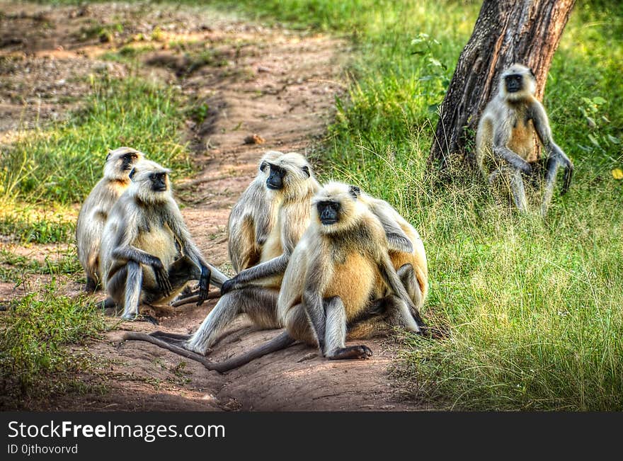 Group of Primates on Ground