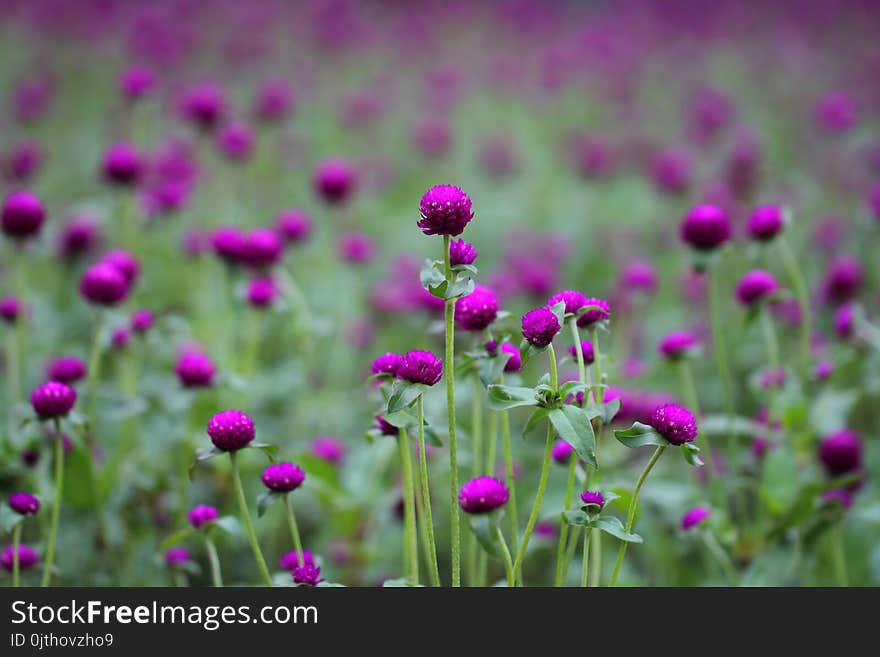 Photo of Purple and Green Flowers