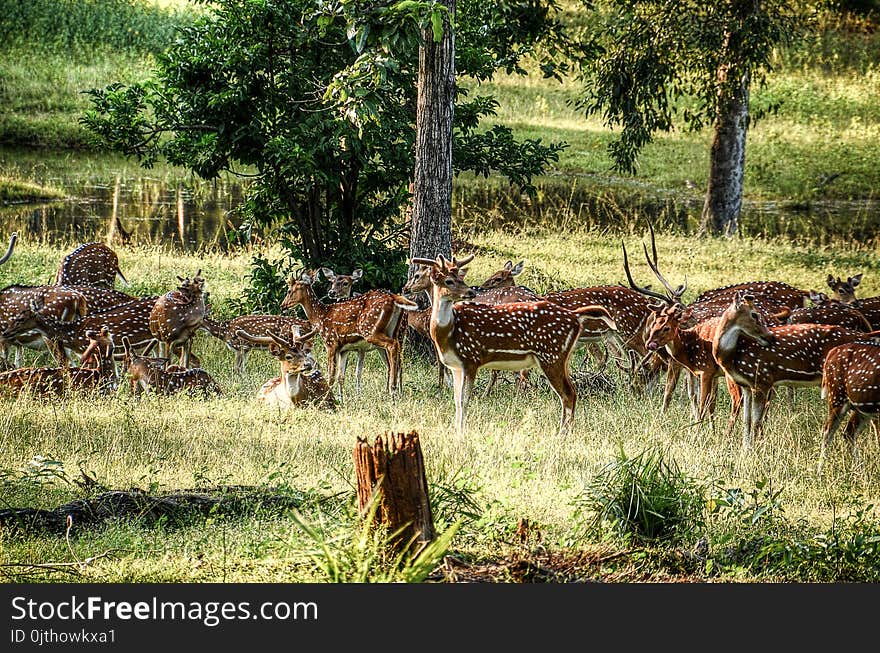 Group of Deer on Green Field at Daytime