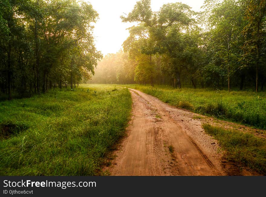 Road Surrounded With Trees