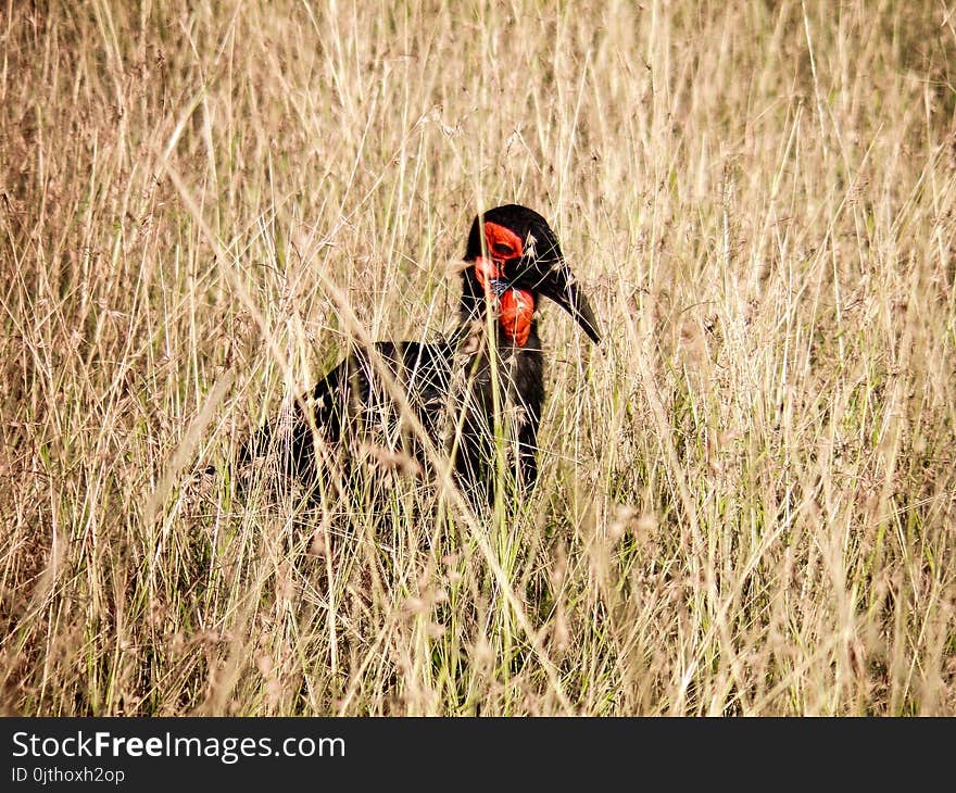 Red and Black Bird in the Middle of Grass