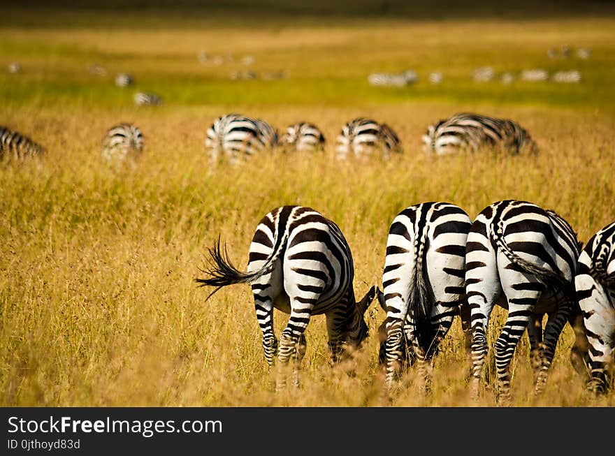 Zebras on Field