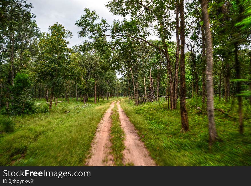 Pathway Near Tree