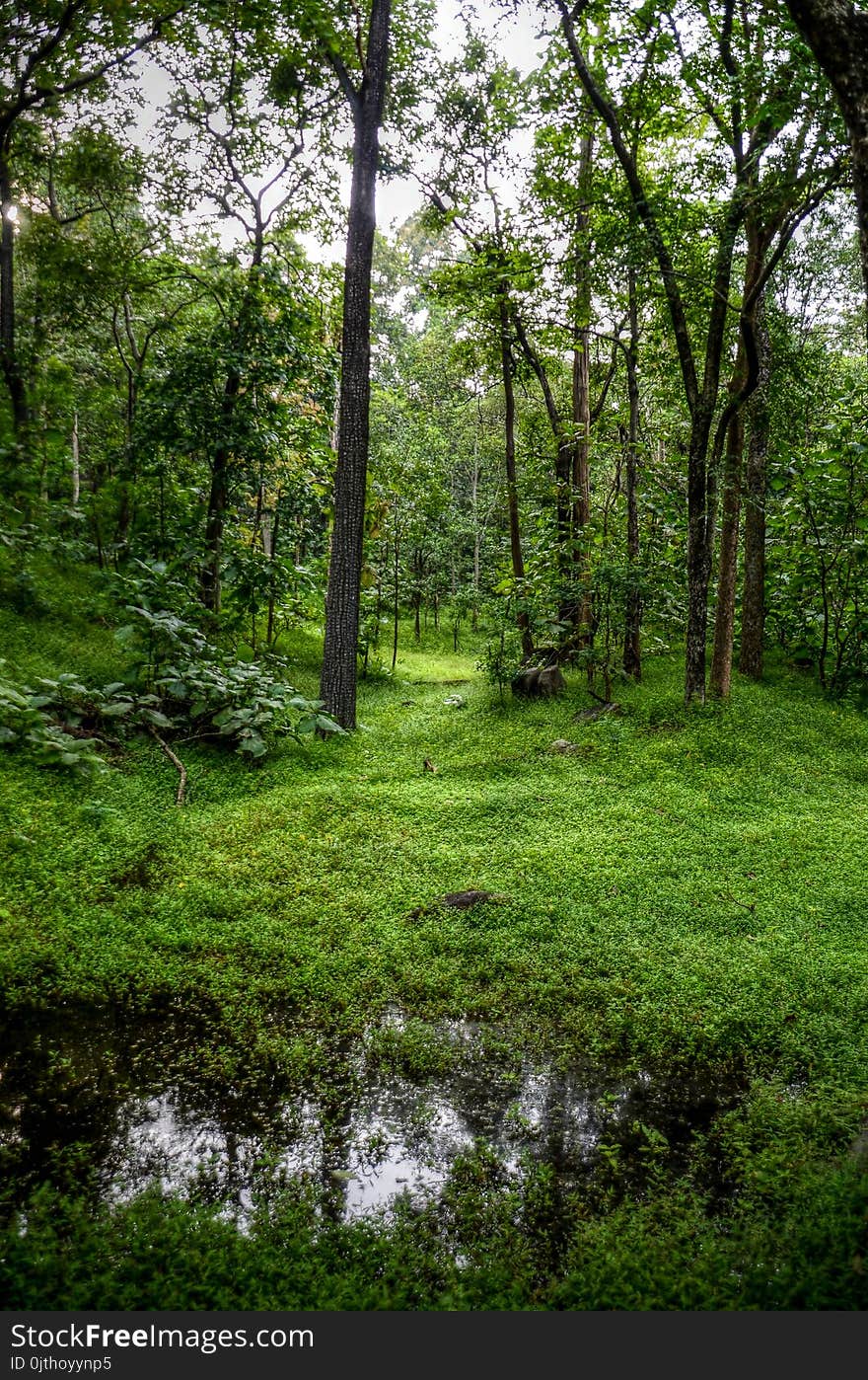 Green Trees and Grass