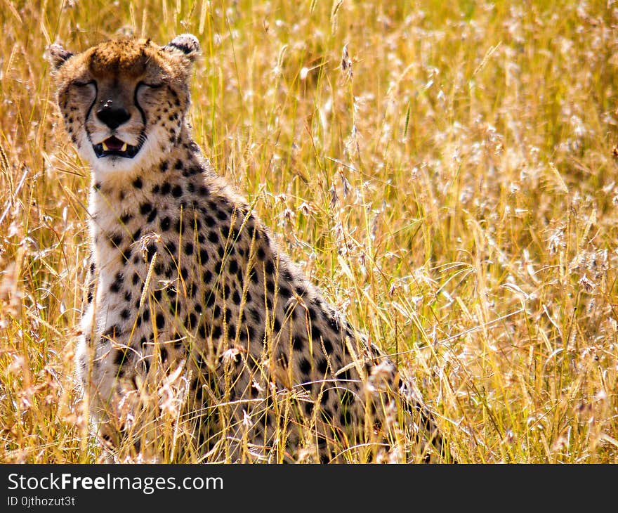 Photograph of Cheetah