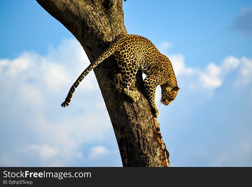 Leopard on Tree Trunk