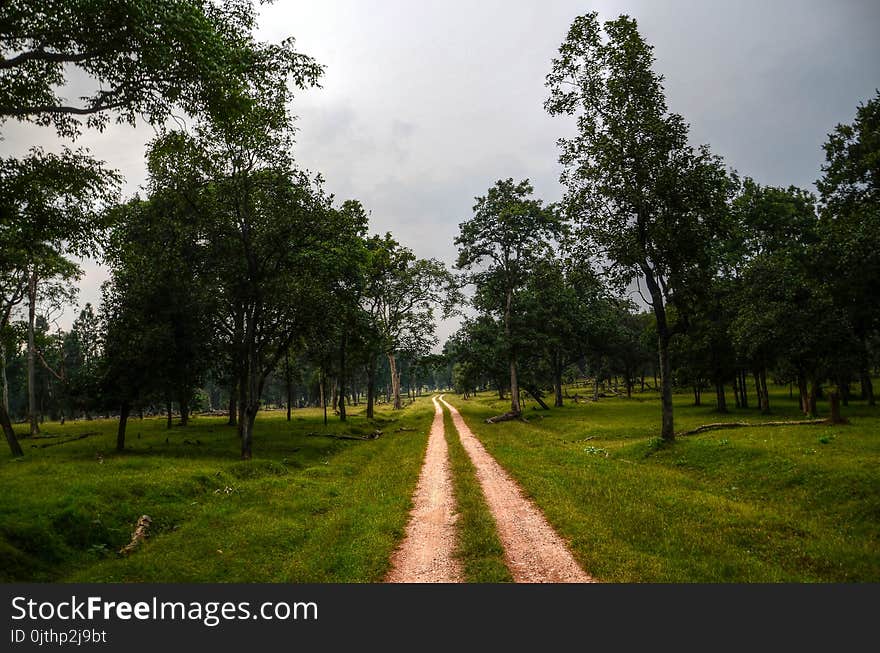 Green Grass Field and Trees