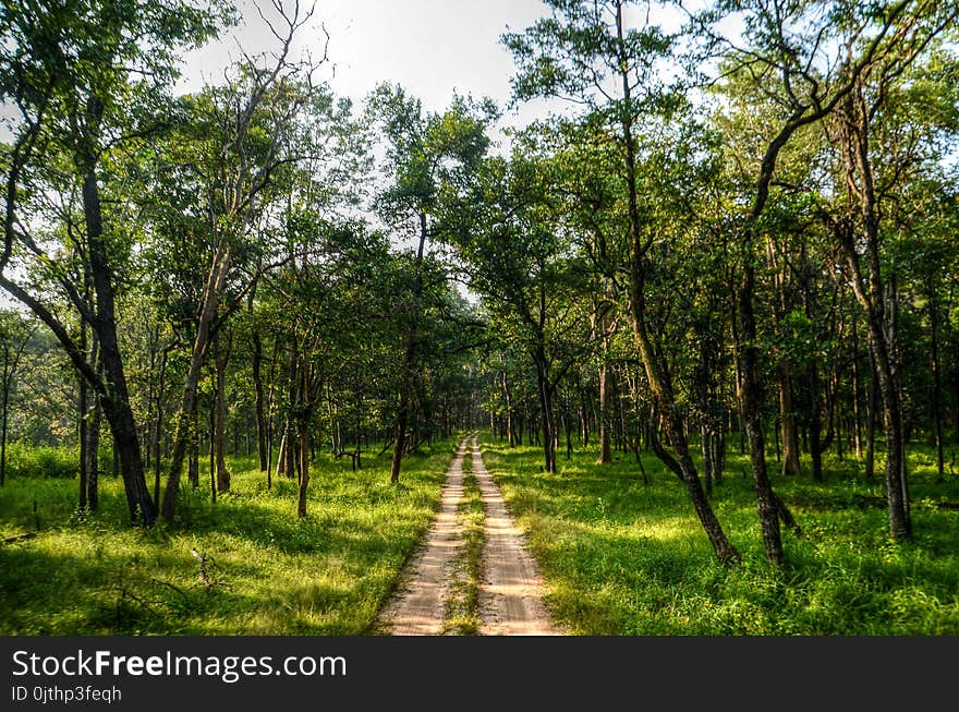 Pathway in the Middle of Trees