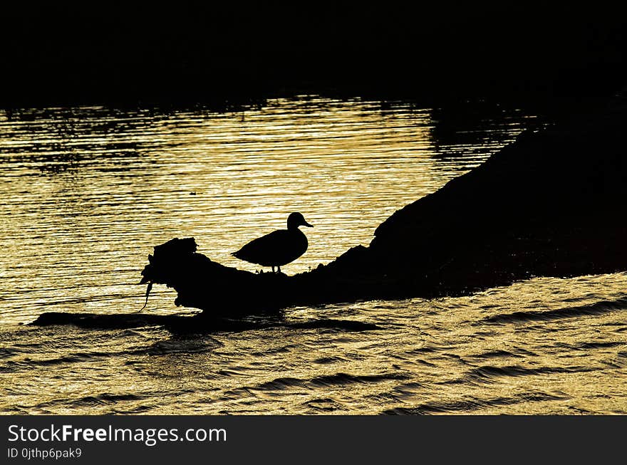 Duck on Trunk Near Ocean