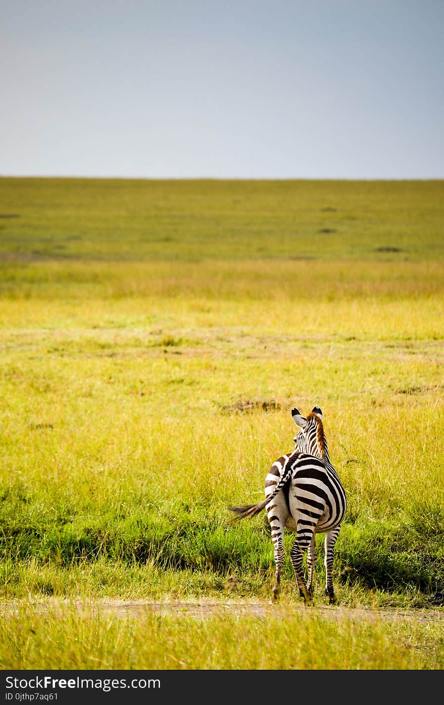 Black And White Zebra On Green Grass