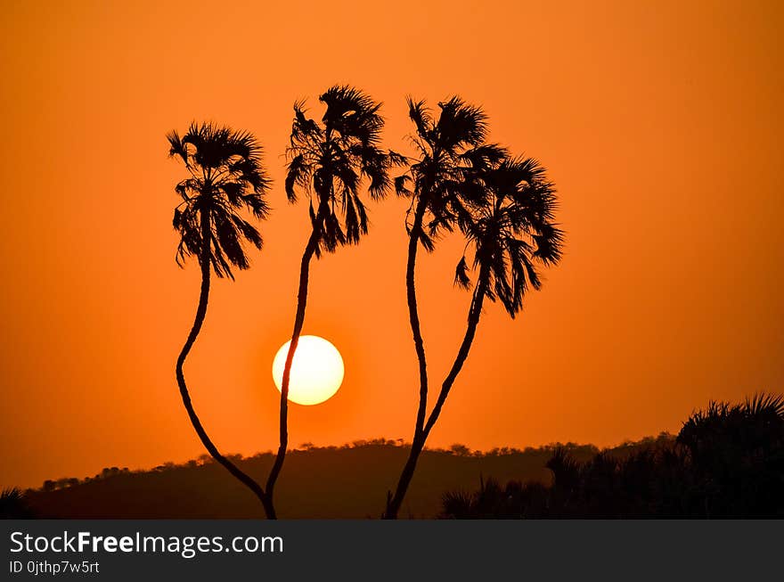 Silhouette of Trees during Golden Hour