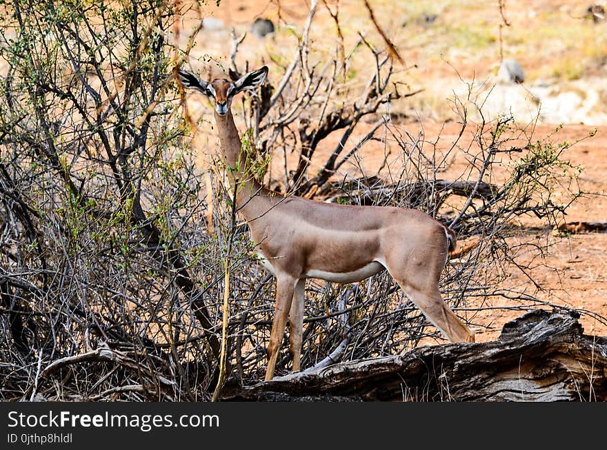 Brown Gazelle