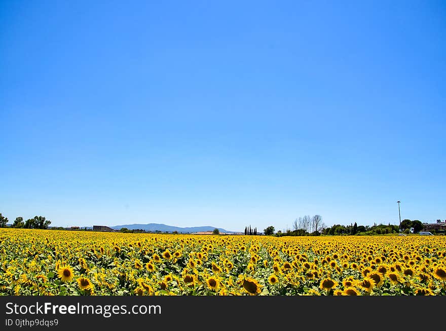 Yellow Sunflower Field