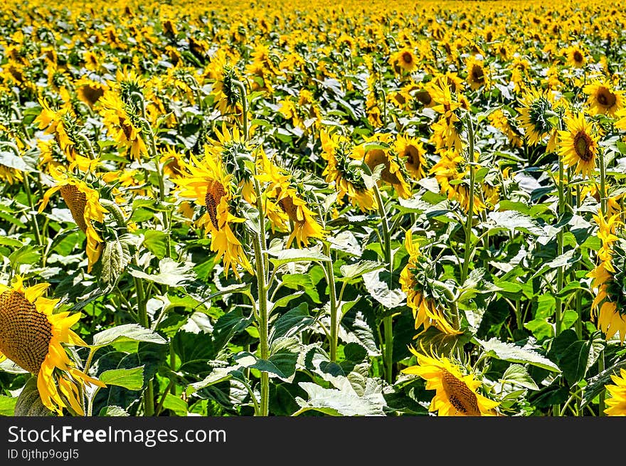 Sunflower Fields Under Sunlight