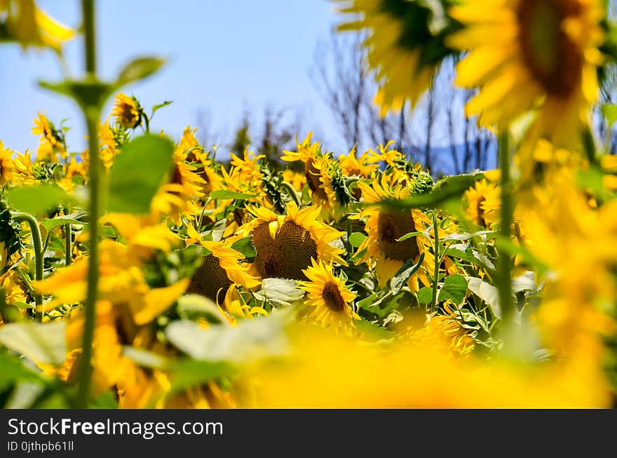 Sunflowers