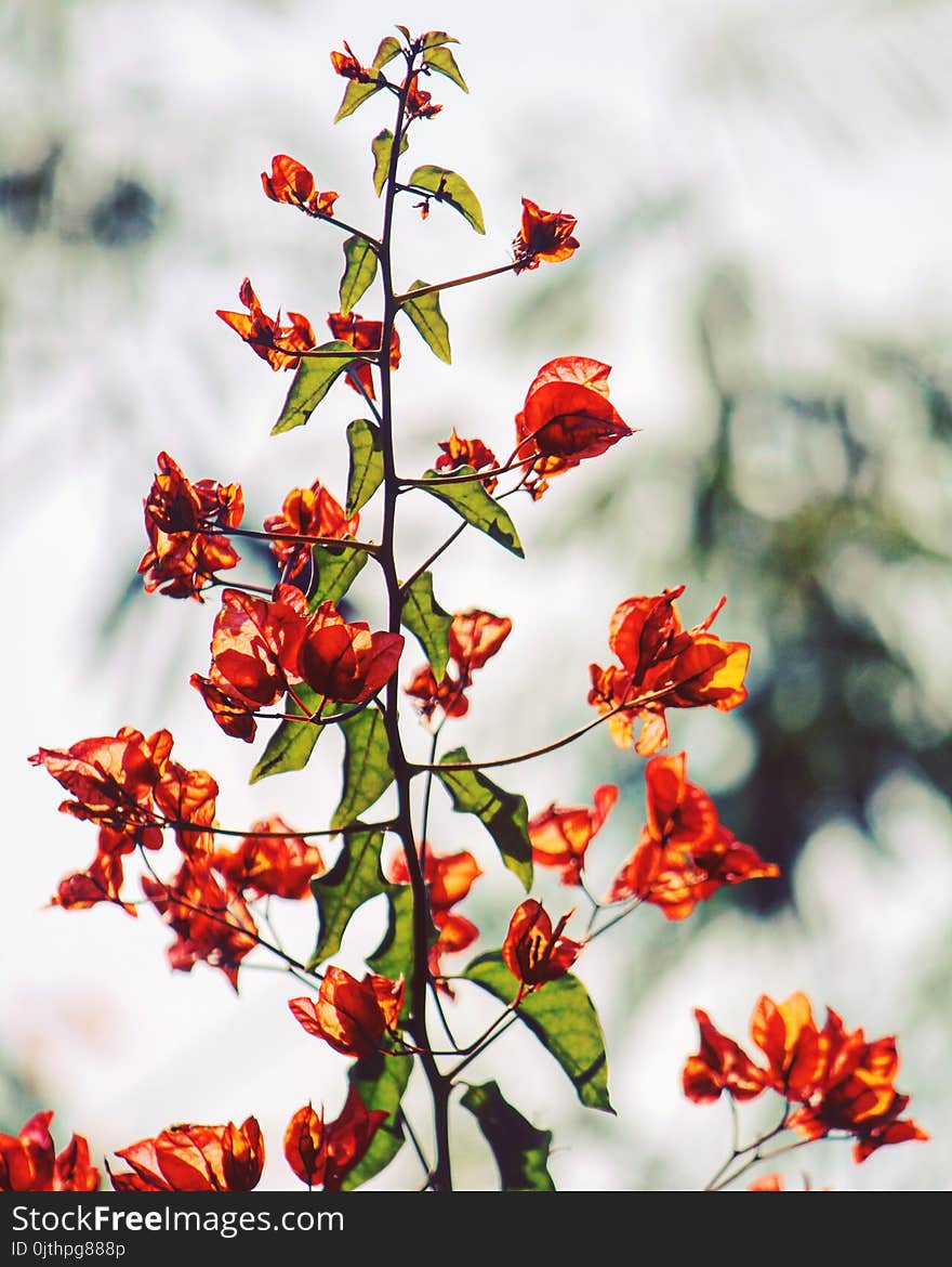 Orange Bougainvillea Flowers in Selective Focus Photography