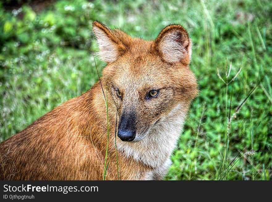 Brown Fox in the Grass