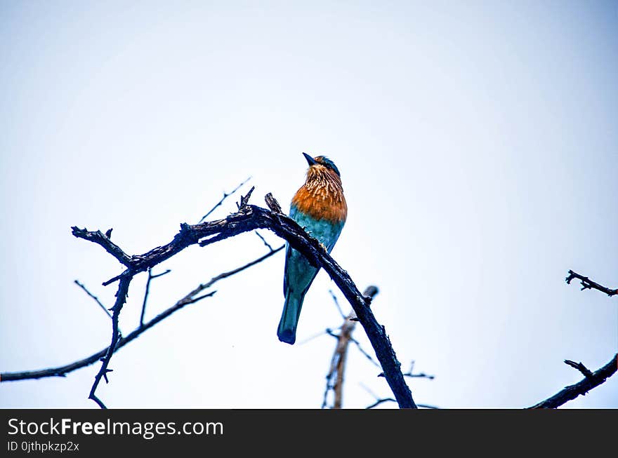 Blue and Brown Bird on Brand