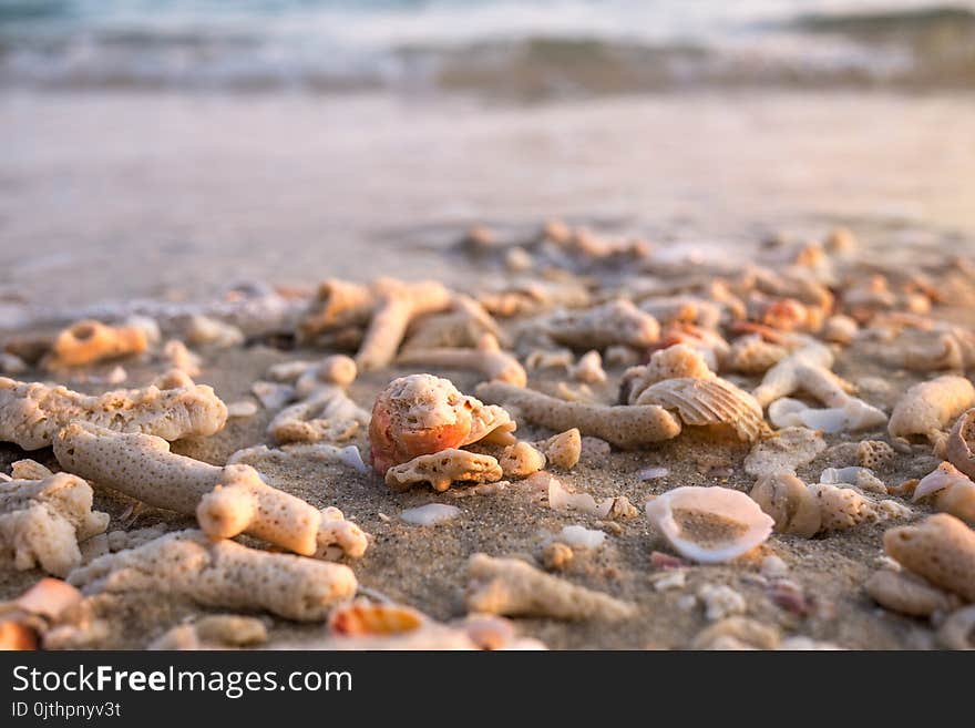 Sea shells and coral fragments on sandy beach in morning warm sunlight sea summer background, close-up.