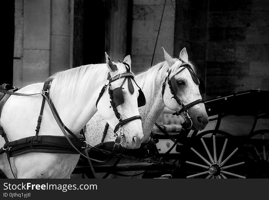 Two White Horses With Carriage