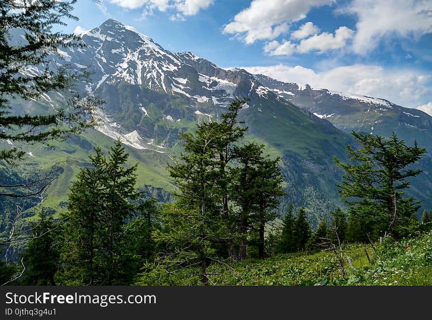 Trees in Front of Mountain