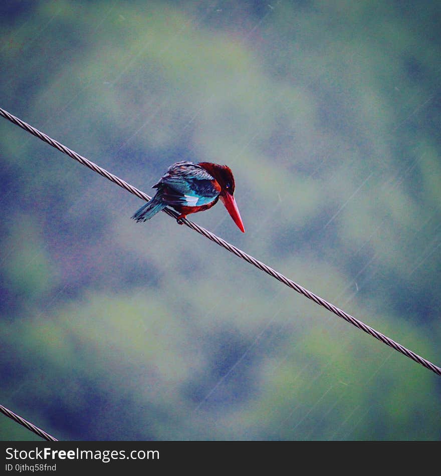 Red and Blue Bird on Gray Rope