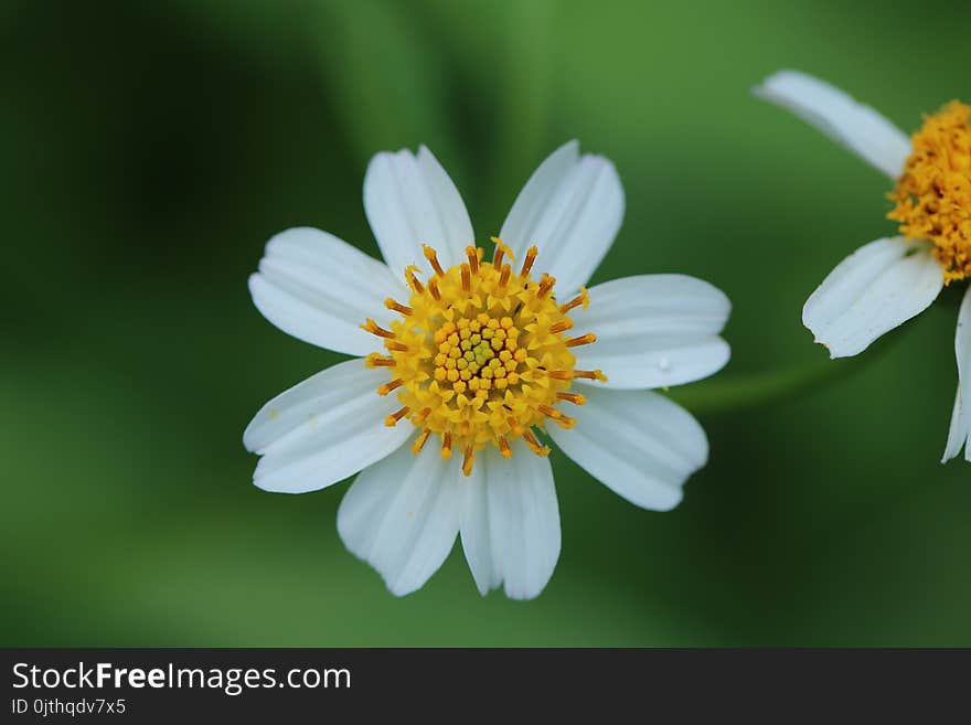 Two White Flowers