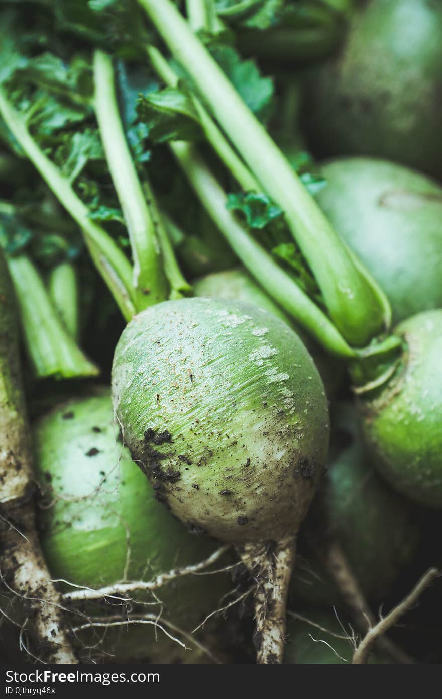 Harvested green turnip in wooden crate. Selective focus.