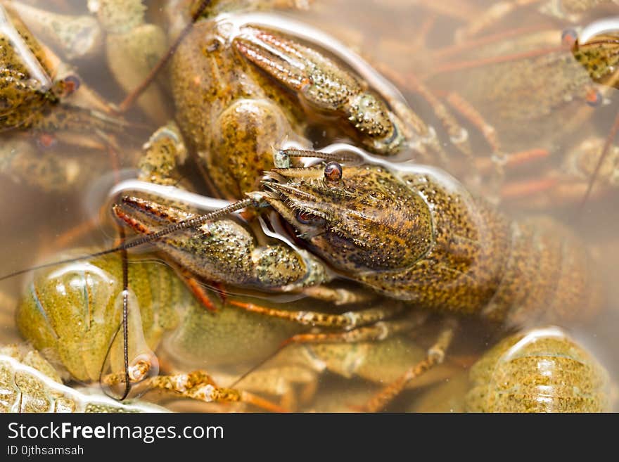 Live crayfish in the water as a background .