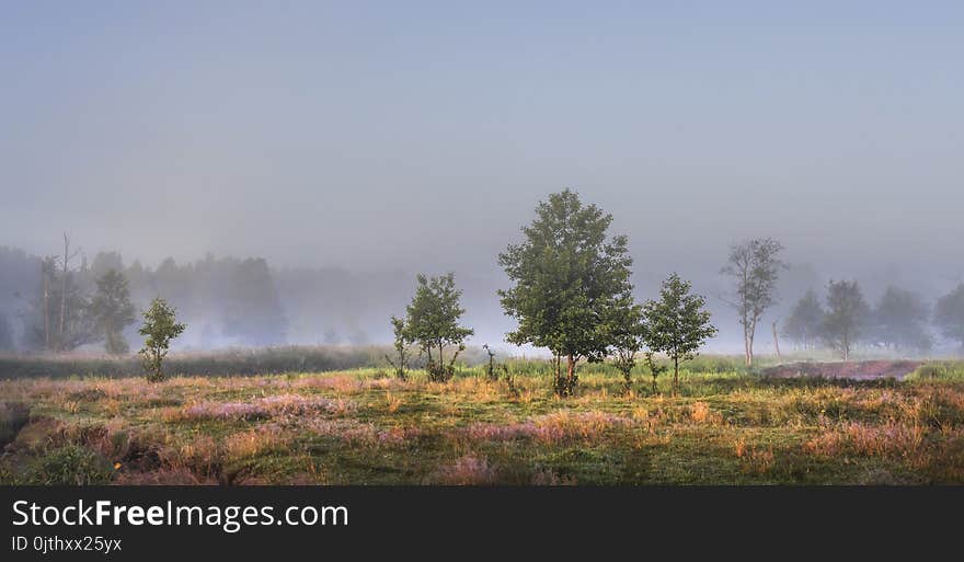 Lonely trees on green misty meadow illuminated by sunlight in the morning. The landscape of the morning summer nature in foggy early morning. A peaceful picturesque place at outdoor