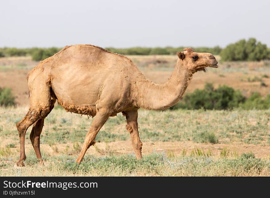 Portrait of a camel in nature . In the park in nature