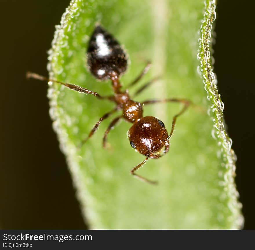 Ant in nature. macro