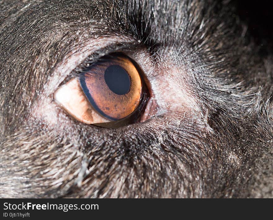 Brown eyes in black dogs. macro . In the park in nature