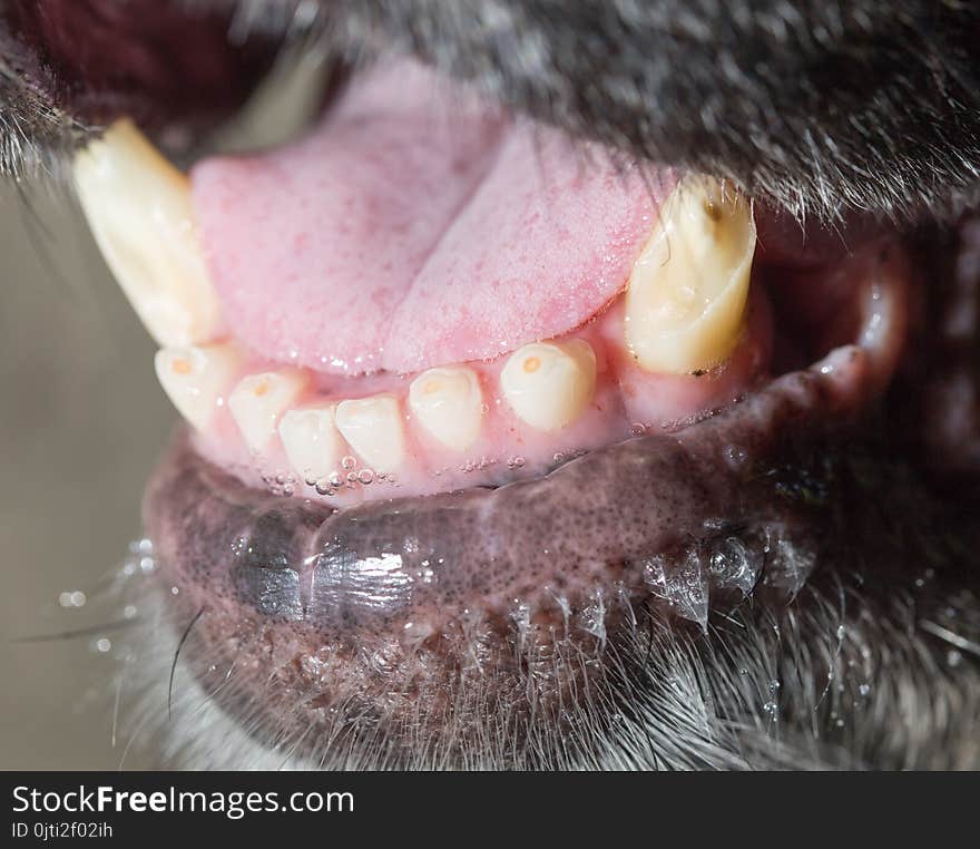 Big teeth at the black dog. macro