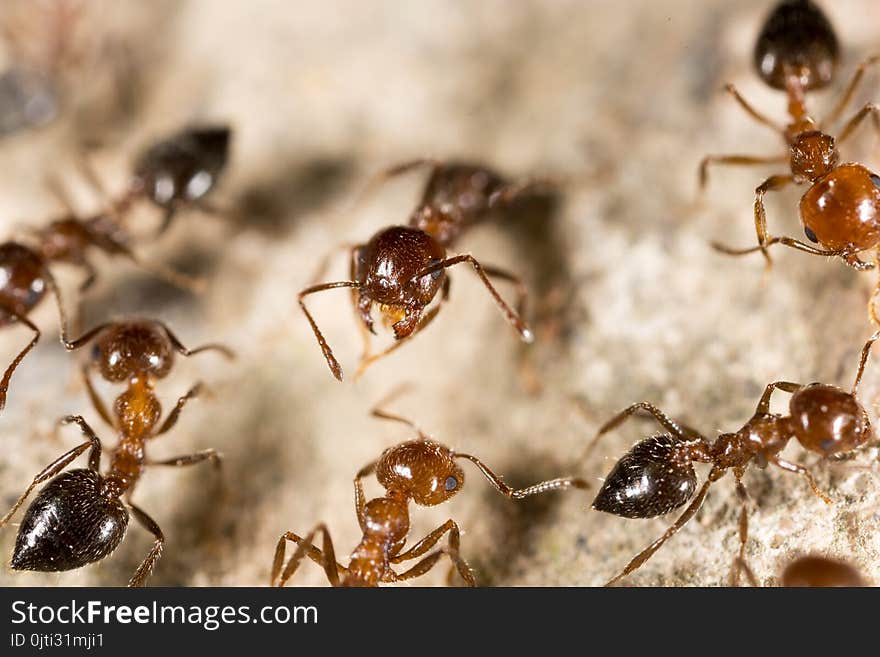 Ant on the ground. macro . In the park in nature