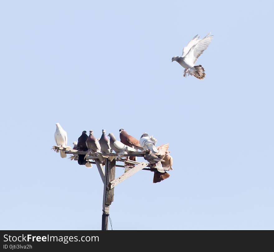 Flock of pigeons on blue sky . In the park in nature