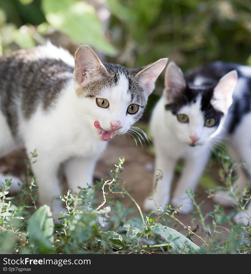 Beautiful kitten on nature