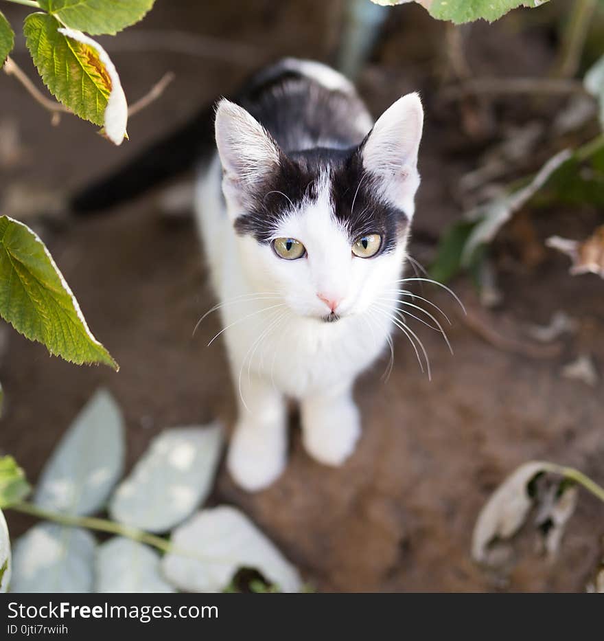 Beautiful kitten on nature